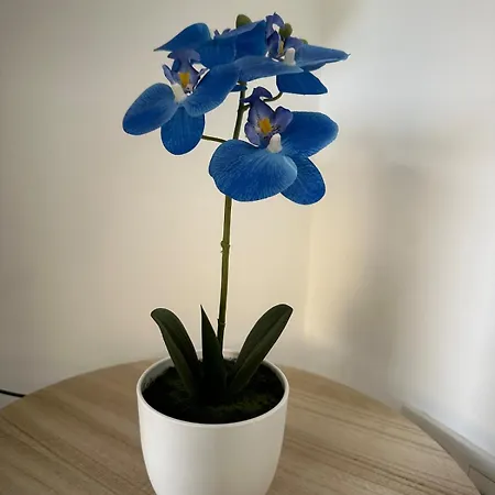 Vakantiehuis A L'ombre Du Marronnier *